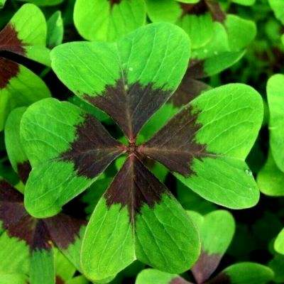 棋牌娱乐www官方网址入口最新版本